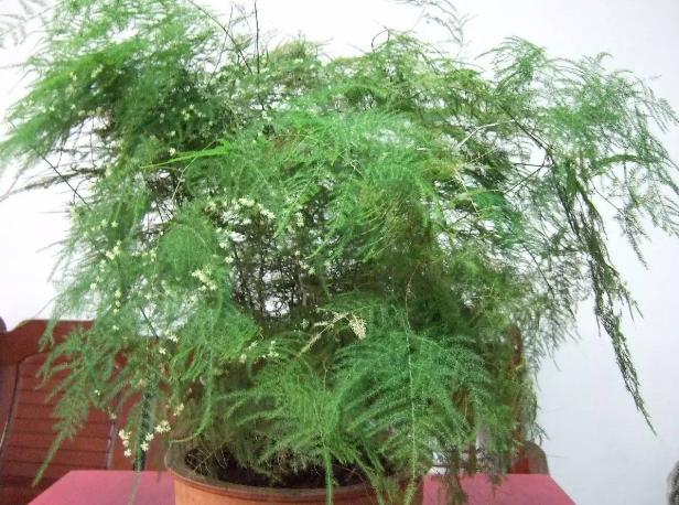 养花土壤结块怎么办,养花怎样避免土壤结块