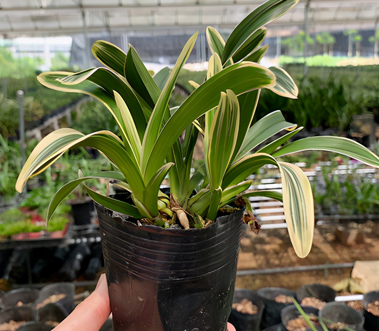 墨兰金边红瓣兰花,兰花金边紫月兰