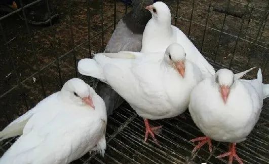 小鸽子下窝多久做疫苗,鸽子出窝打什么疫苗