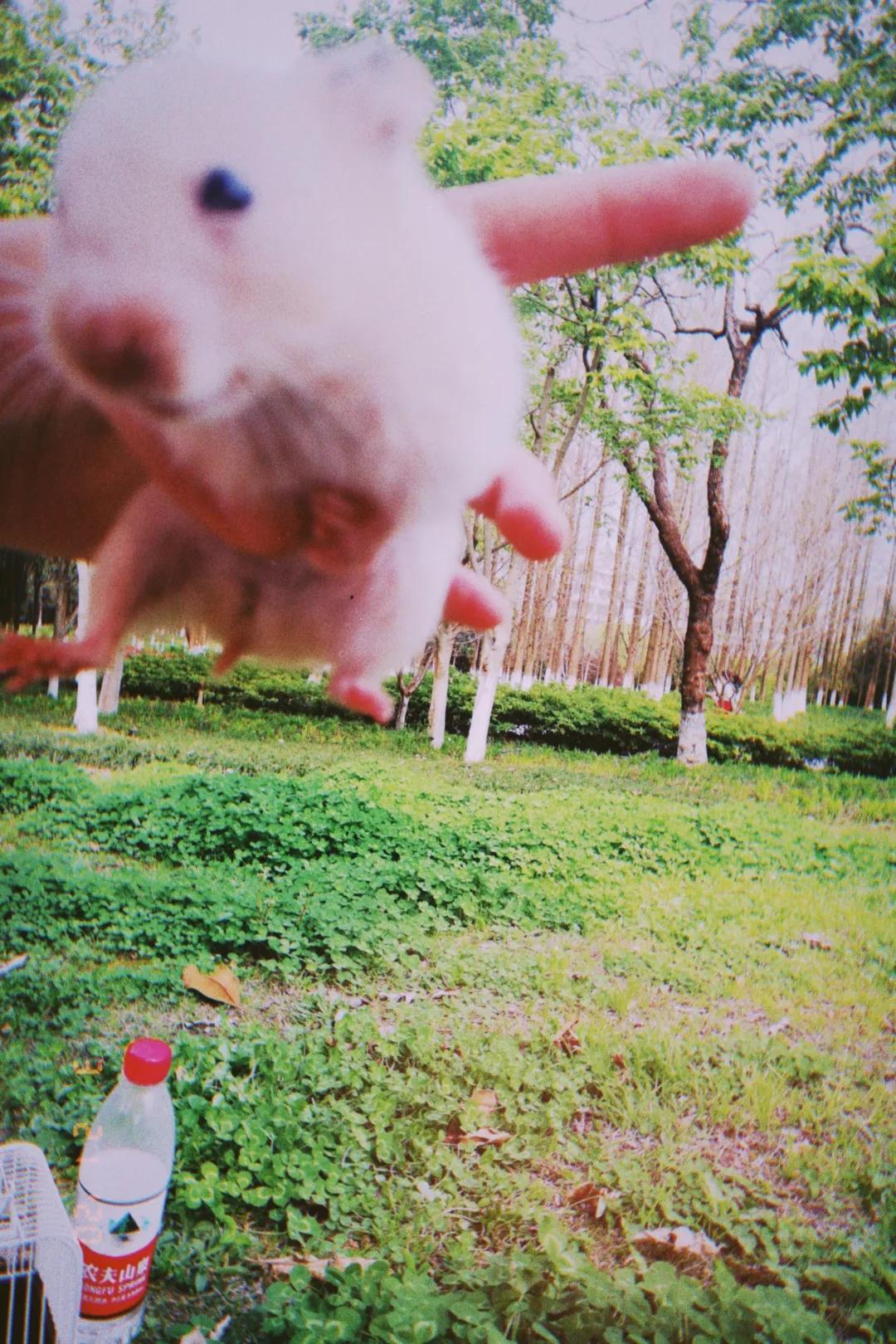 和宠物交流说什么,和宠物谈恋爱