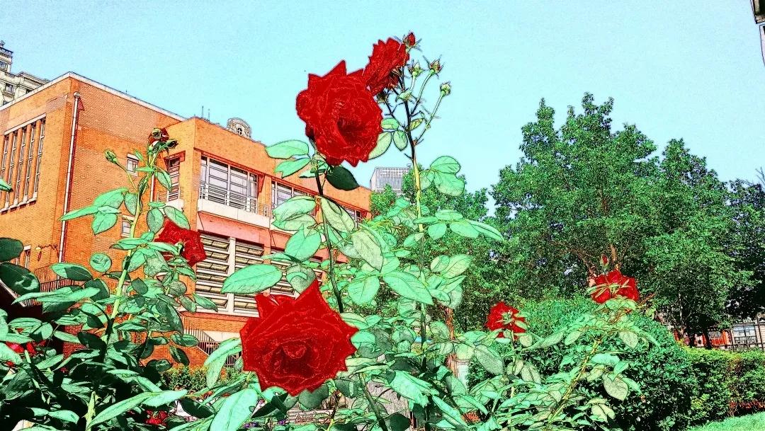 天津高级中学,天津市第二南开中学录取分数线