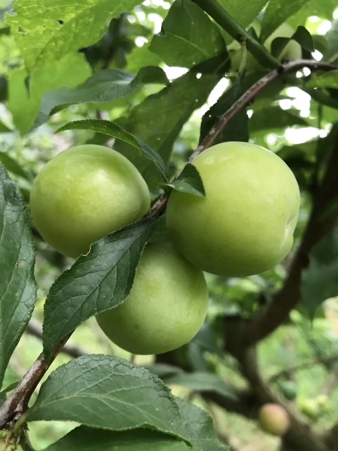 三华李南华李的区别,银妃三华李是早熟好还是迟熟好吃