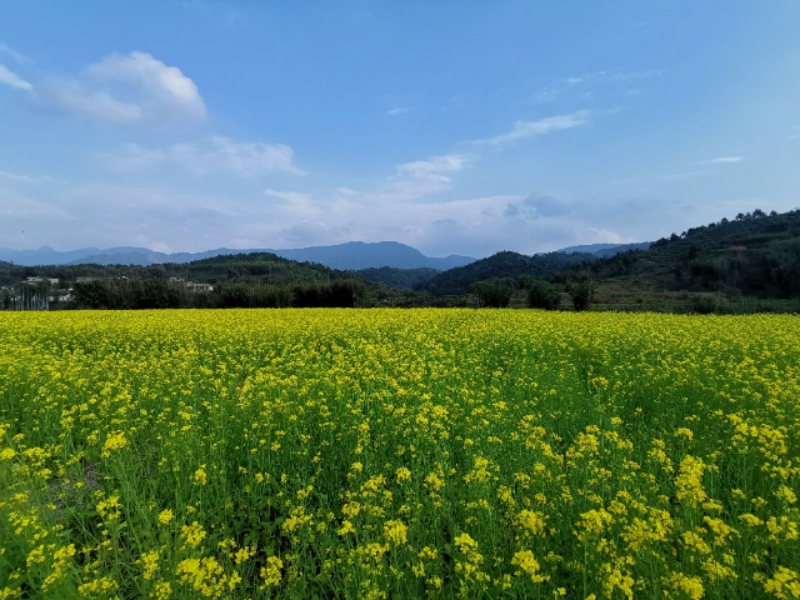 佳能入门单反推荐佳能77d,佳能77D入门