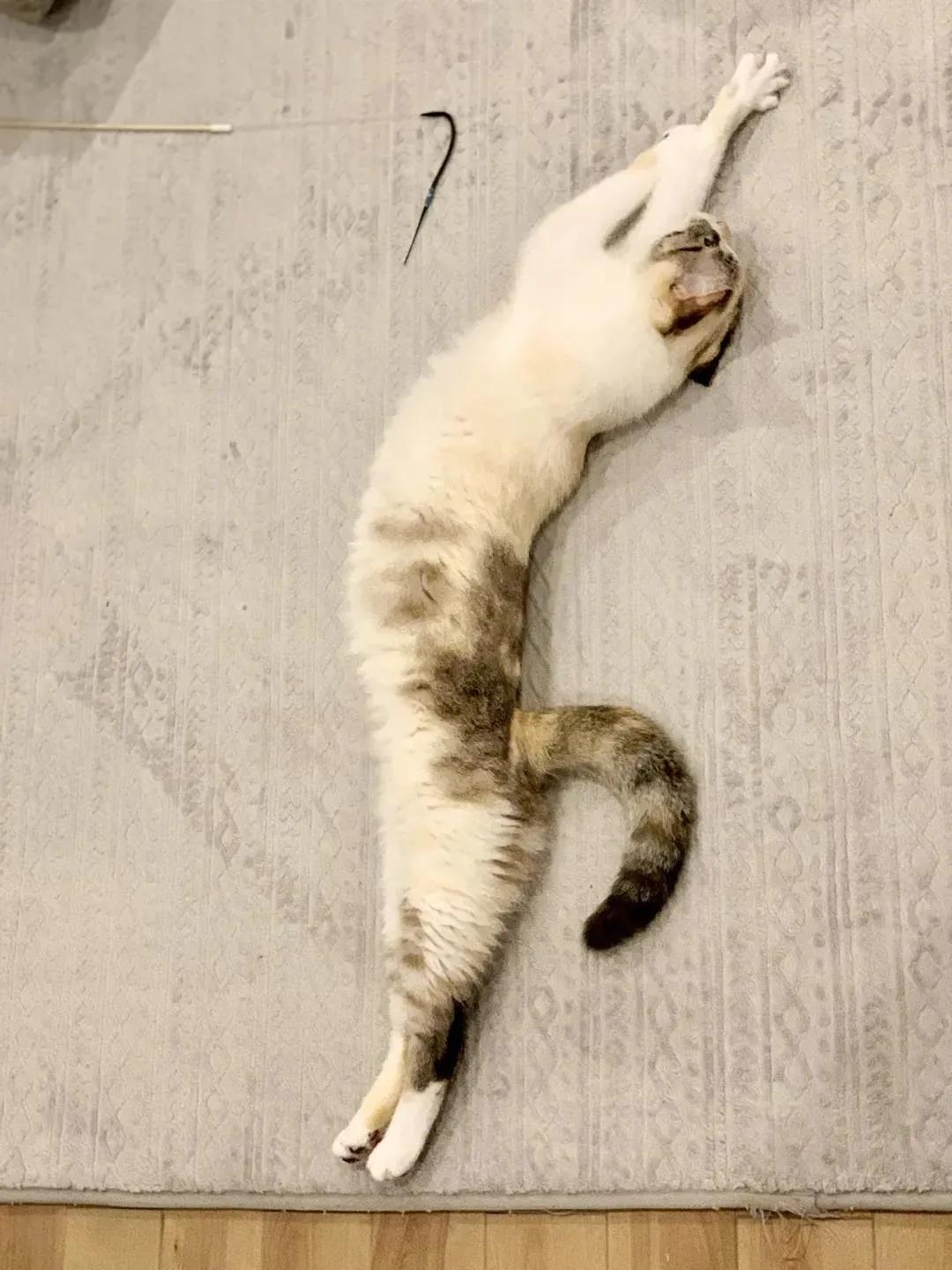 猫的终极凡尔赛：你的屏幕放不下我的腿