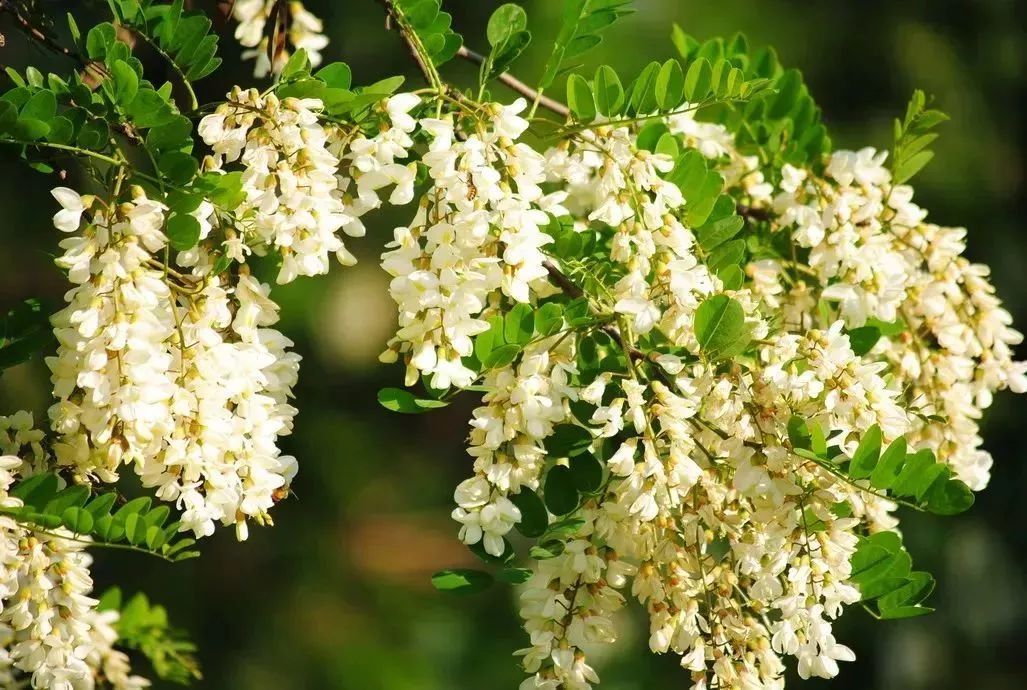 看到花的时候,不知是什么花?那就收下这份百花图谱