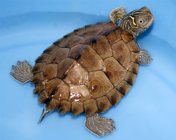 看图识龟,看图识物