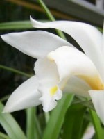 中国十大名花排行哪个是你的最爱,你知道中国十大名花是什么花吗