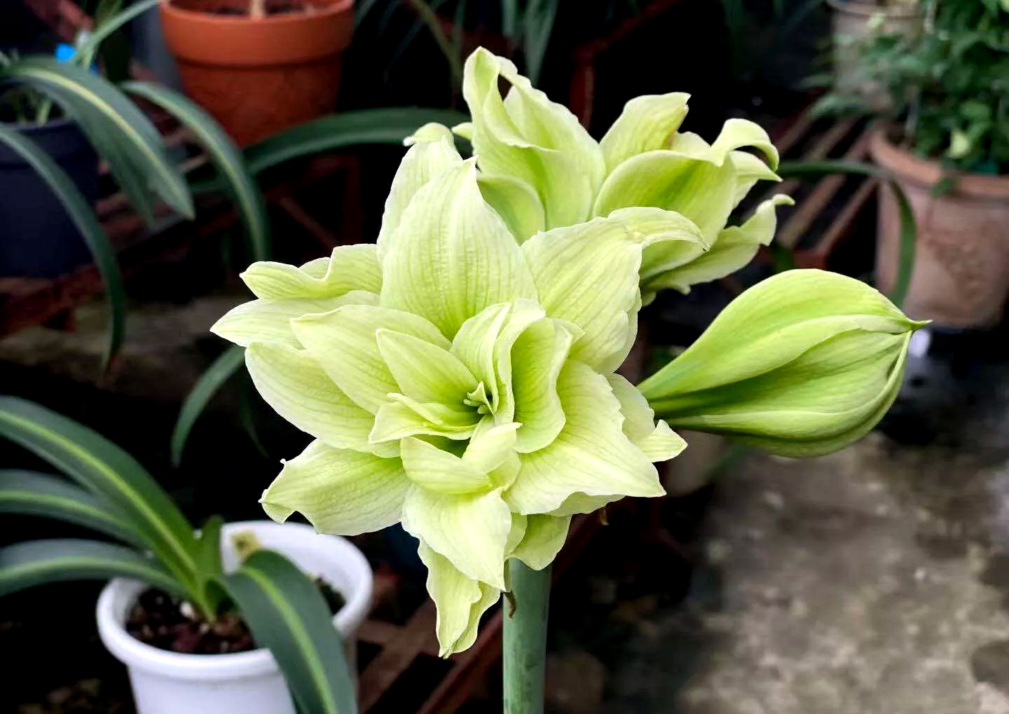 一年四季不死的十种花水养,浇水过多死的植物