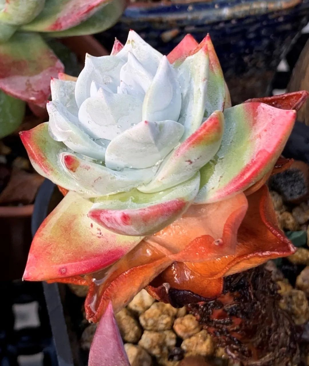 禁足的日子收获颇多,禁足