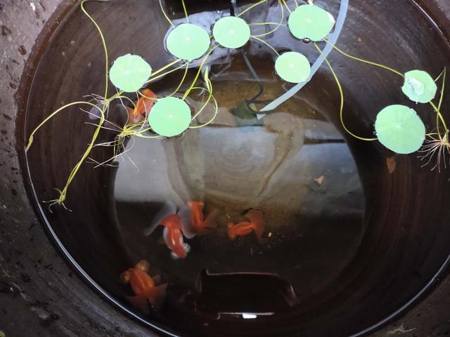 冷水观赏鱼寿命最长的有哪些,寿命最长不吃小鱼的观赏鱼