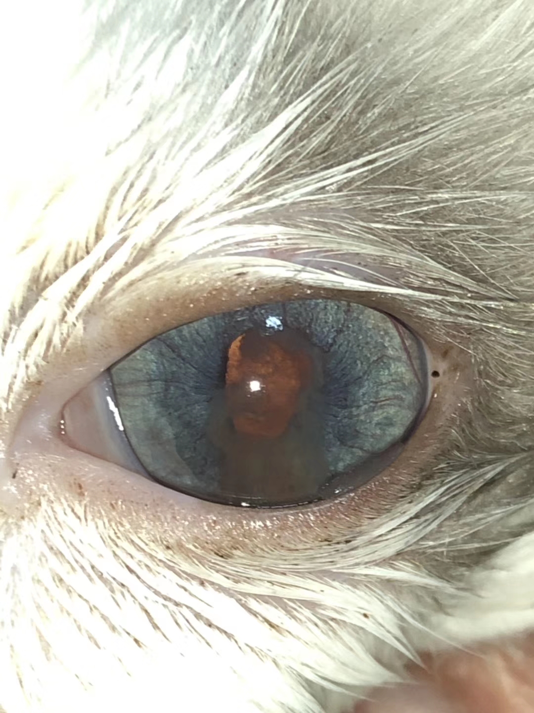 猫咪打喷嚏眼睛有分泌物怎么办,猫咪打喷嚏眼鼻分泌物增多