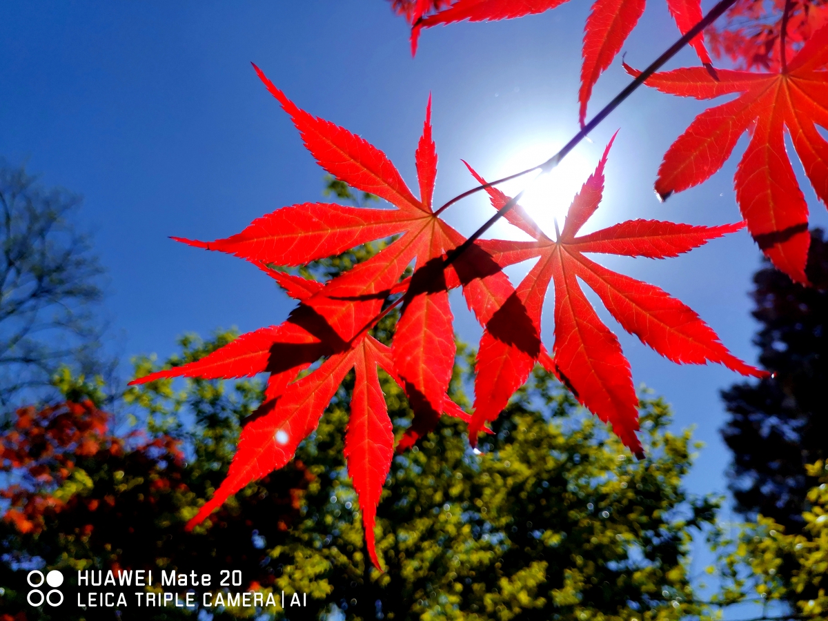 华为mate20测评什么处理器,华为mate20测评最新