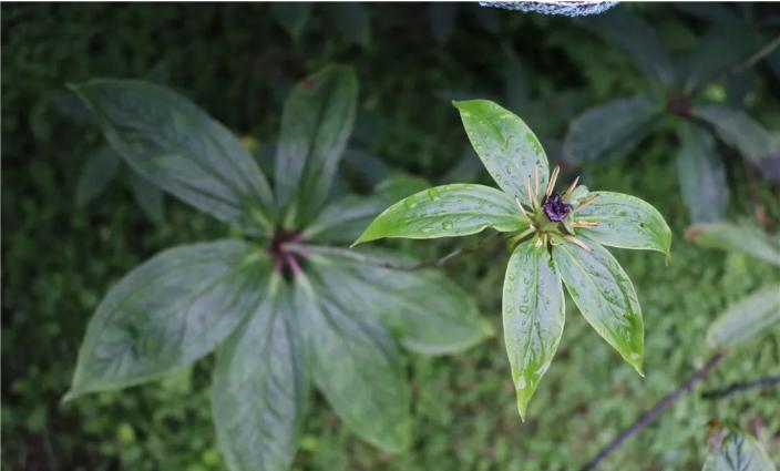 梯田七叶一枝花图片大全,梯田七叶一枝花图片