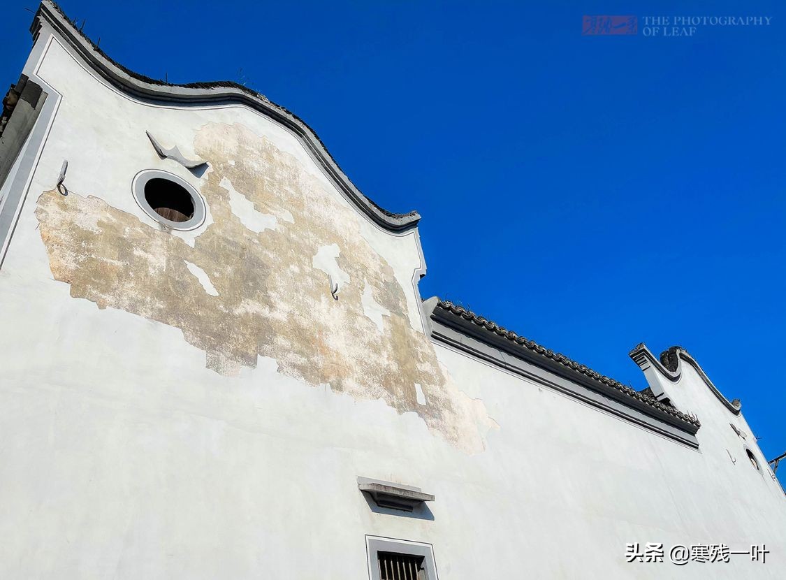 千年古镇的狗选美大赛,千年古镇一场狗狗大赛