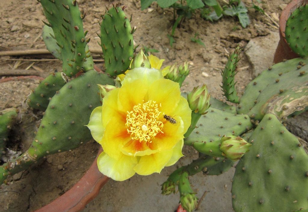 100种常见观叶植物图鉴史上最全,农村常见的100种植物