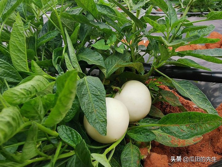 原来它在西游记里是假的！真实的它，孕妇和三高人士也能吃