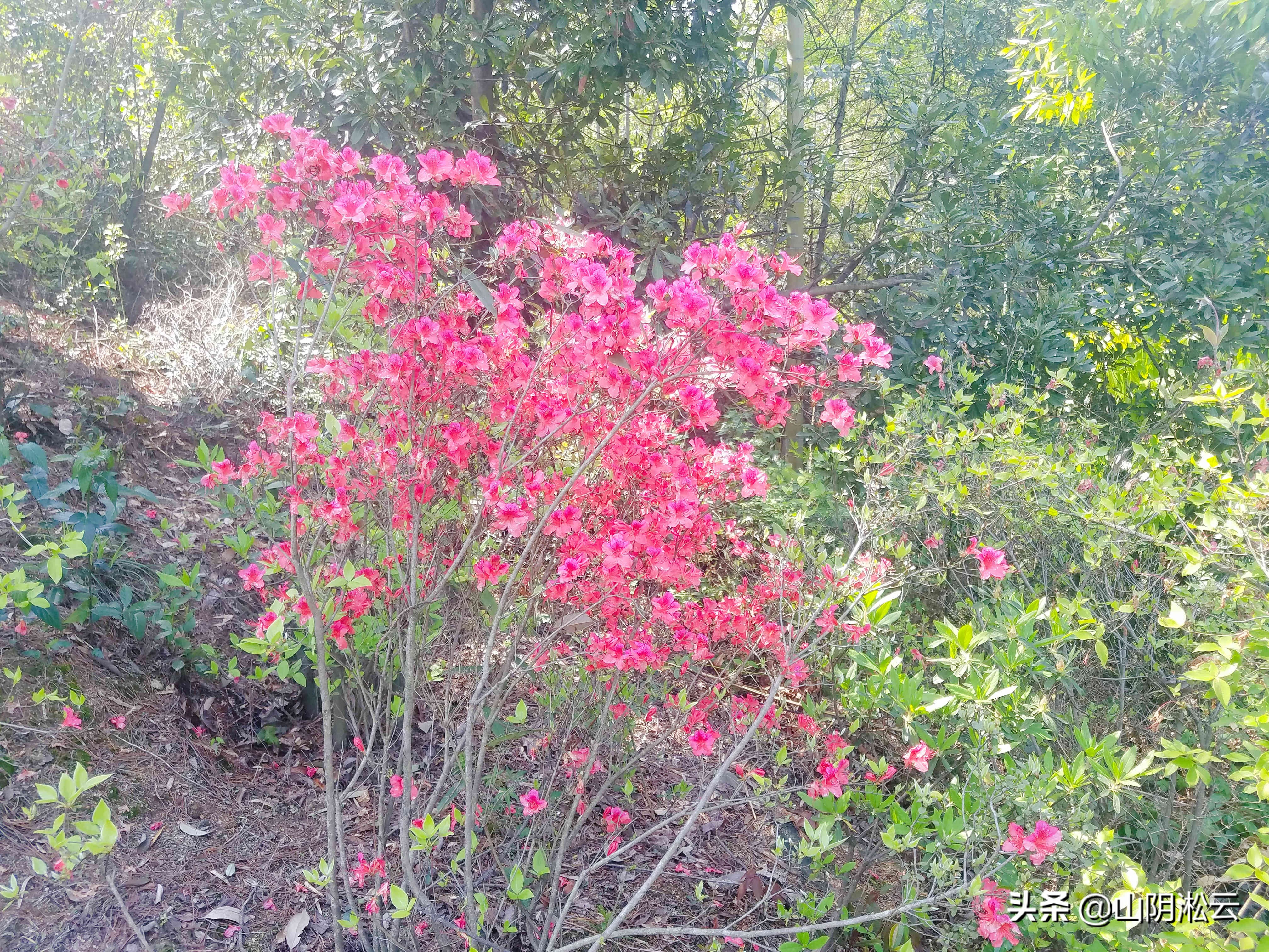 900岁古树见证，从岳飞的抗金沙场到美不胜收的杜鹃花谷