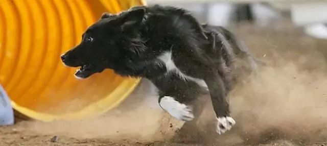 这12种狗，是天生的跑者！Run，写在基因里