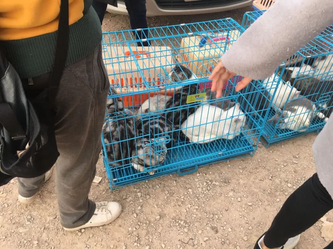 狗市到底怎么样,狗市都有什么啊