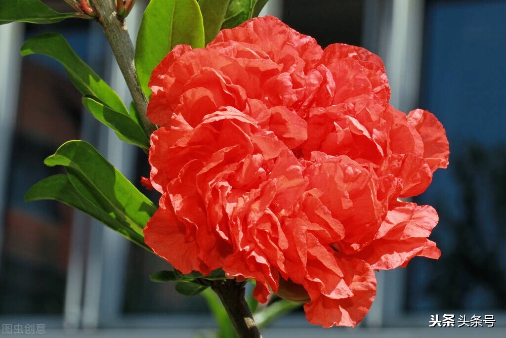 牡丹石榴和普通石榴的区别,牡丹石榴好还是红如意石榴好
