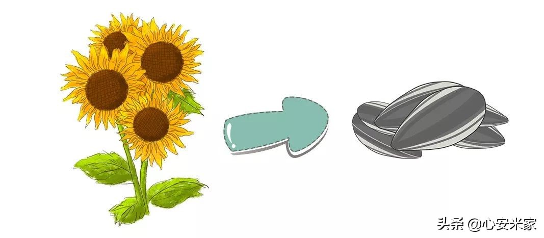 瓜子能预防老年痴呆吗,瓜子吃多了会失眠吗