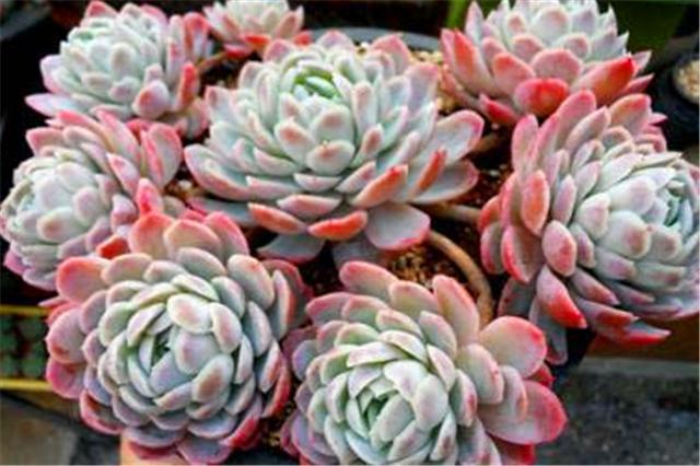 多肉冰梅养护“5妙招”，轻松爆盆饱满肥厚，白里透红美到惊艳
