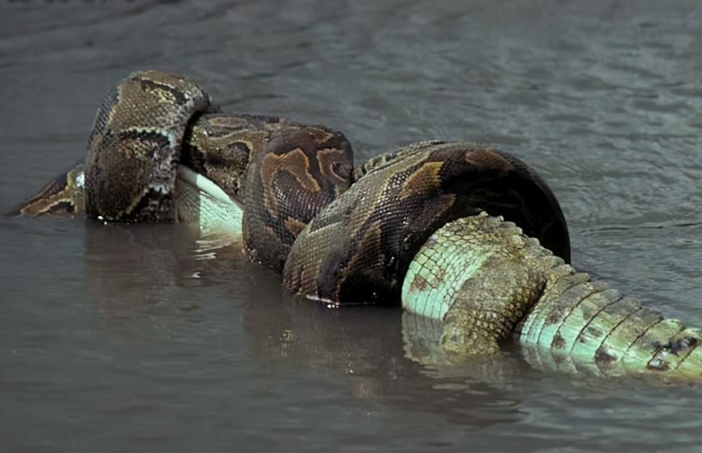 福建最大蟒蛇,福建蟒蛇事件