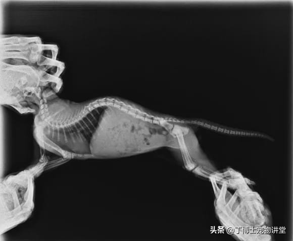 折耳猫软骨发育不良,苏格兰折耳猫都会患软骨病吗