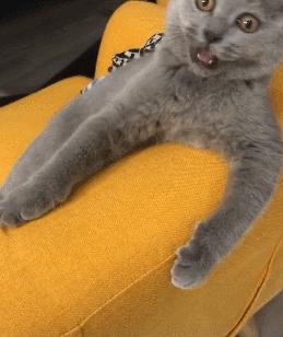 英国短蓝猫好养吗,千万别养蓝猫