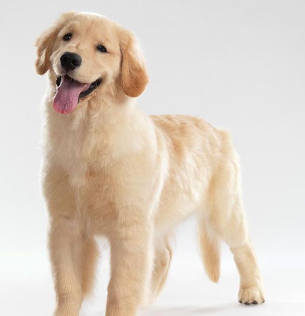 金毛一天需要喂多少合适的狗粮,金毛不喂狗粮喂什么比较好