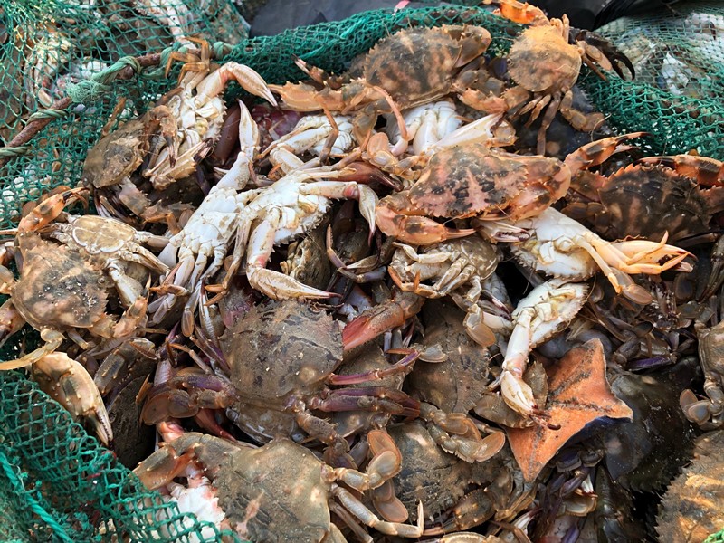 买螃蟹看什么,买螃蟹怎么选肥的