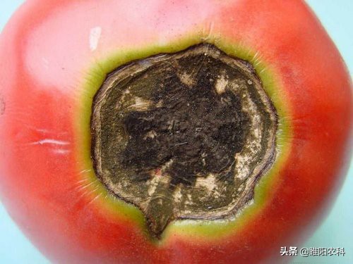 用什么钙作钙肥最好,钙肥怎么补最好最快