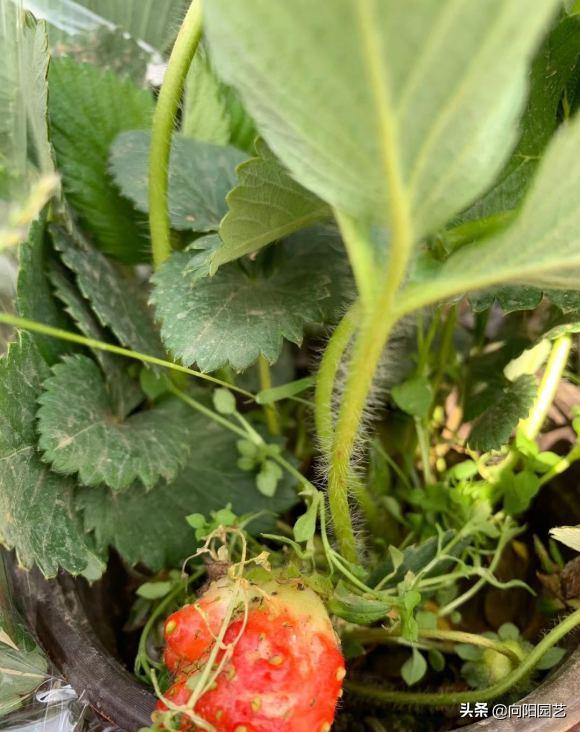 草莓还可以这么吃又学会了一招,草莓自己在家怎么种植