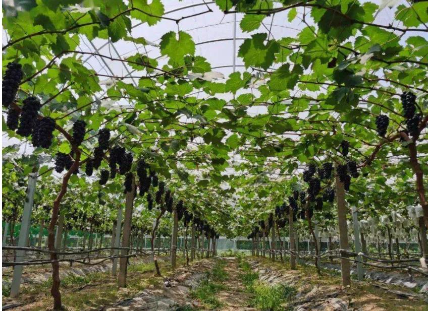 最新的早熟葡萄品种,比较好的早熟葡萄品种
