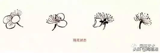 图文教程一学就会画写意菊花,零基础学画梅花教程