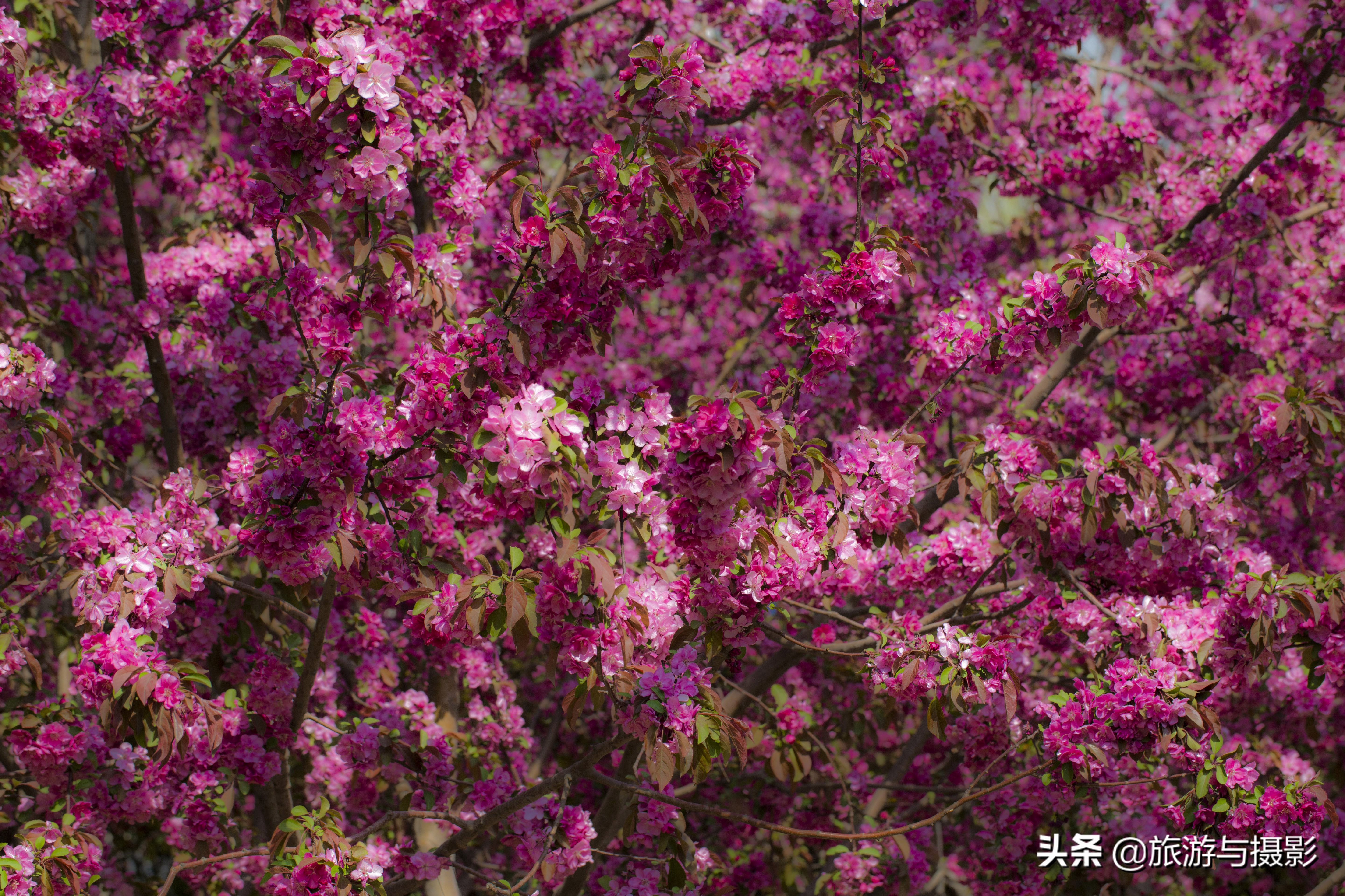 海棠花诗七绝,南宋海棠花图古诗