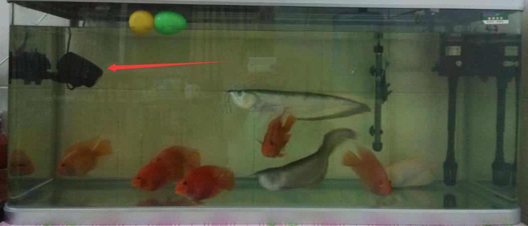 鱼缸底部的粪便不管可以吗,鱼缸底部很多粪便但是水很清澈