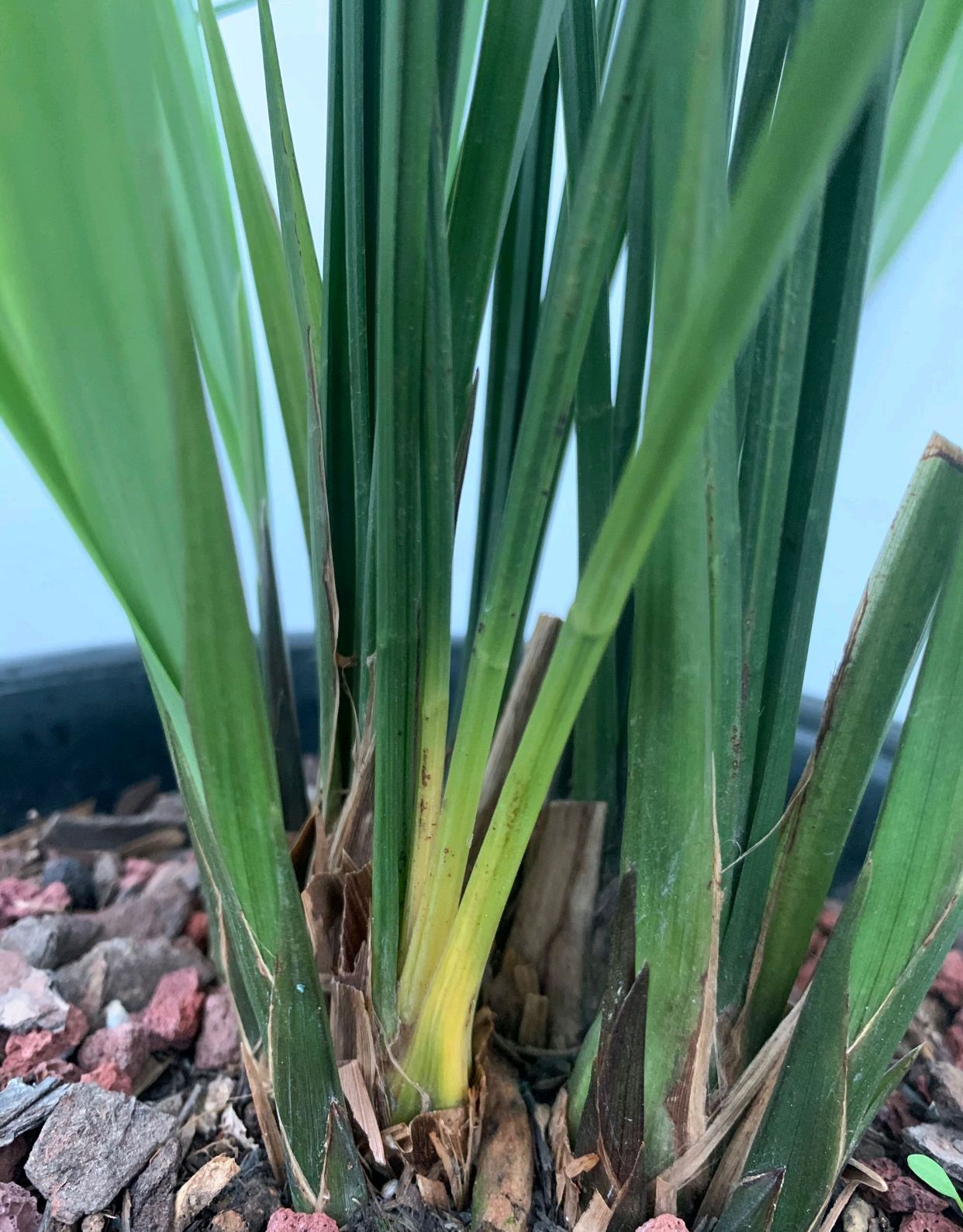 兰花的老芦头还能长出新叶吗,兰花老苗中间叶发黄