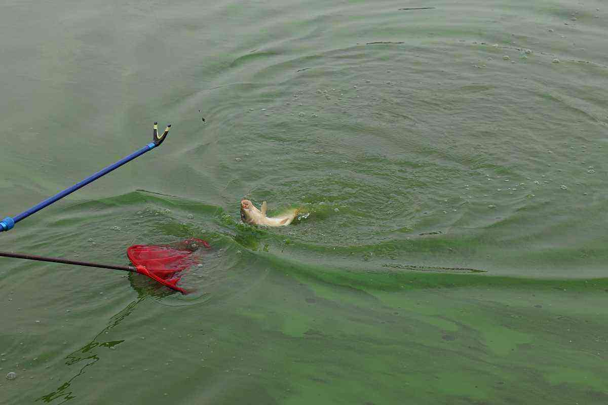 子线防缠绕打结几种方法,子线打结和弯曲如何处理