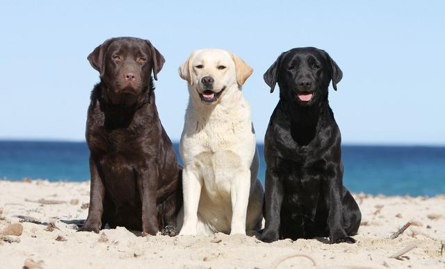 双血统的拉布拉多会有遗传病吗,拉布拉多得了遗传病怎么治疗