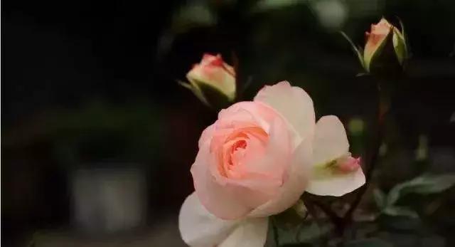 100种玫瑰品种图鉴大全,100种玫瑰品种图解