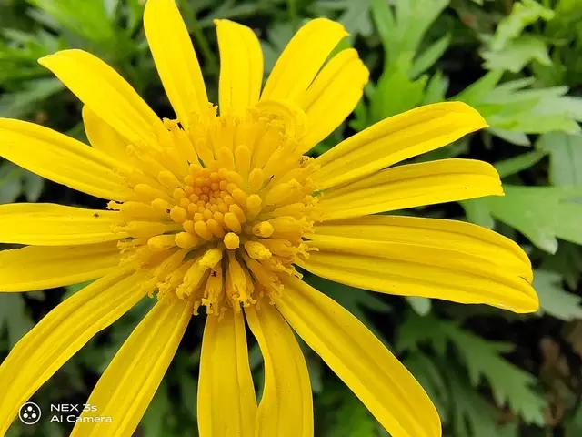 nex3s国产屏,全面屏手机nex3