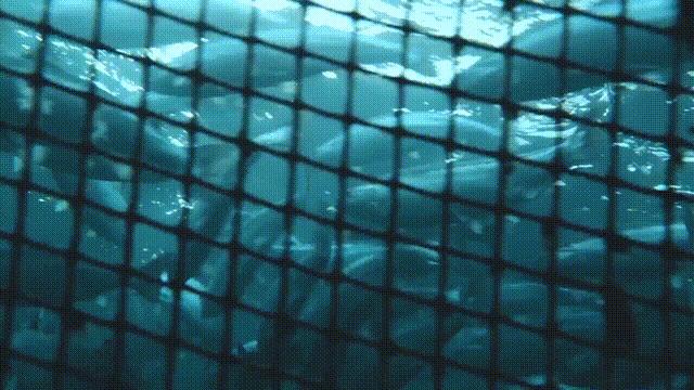 网箱养鱼生财之路,网箱养鱼退养视频