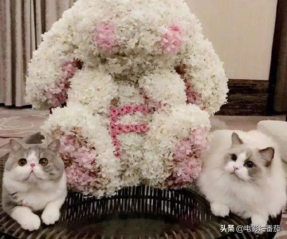 黄晓明佟大为邓超李晨,邓超孙俪李晨范冰冰黄晓明