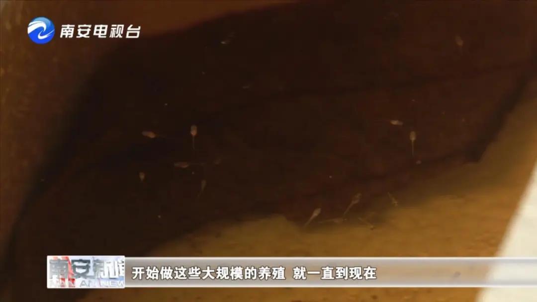 90后小伙的“斗鱼”梦：泰国斗鱼从南安“游”到全国各地！