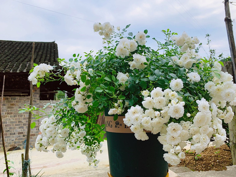 几种很耐热的盆栽花卉，适合夏天养，叶绿花美，花期长，养护简单