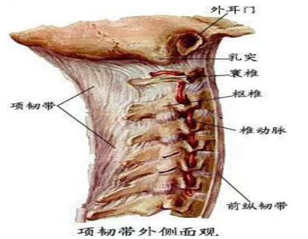 「第二十一期」林氏三道灸——养生小知识:项韧带扭伤