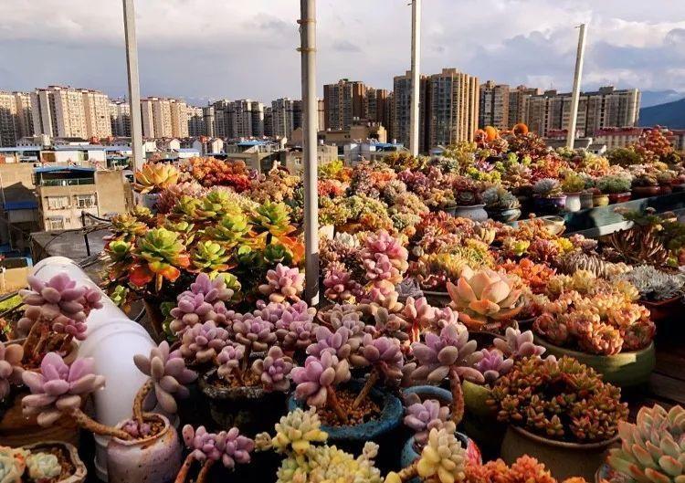 这“38种花”，当你开始收集品种时，你已入坑颇深