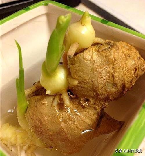 姜皮怎么发绿芽,姜去皮在水里还能发芽吗