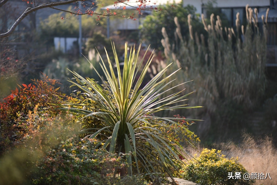 零下9度来袭，花园里的绿色是那么动人|园丁